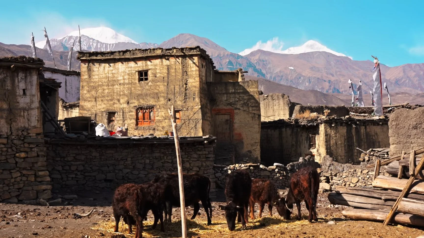 Lower Dolpo Trek 2026: Complete Guide to Nepal's Most Remote Himalayan Adventure By Global Nepal Treks