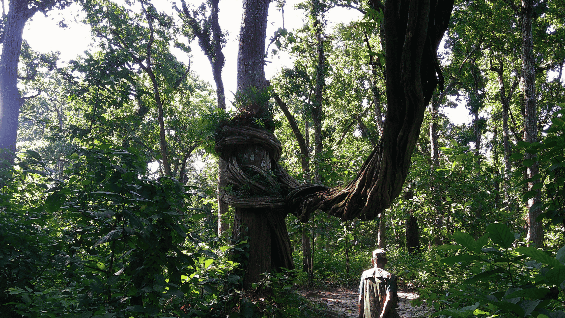 Discover the Magic: Exploring Lush Forests Around the World